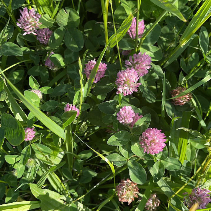 trèfle Trifolium pratense ménopause