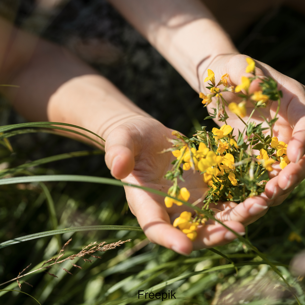 Pourquoi inclure la Cueillette de Plantes Sauvages dans Vos Vacances? 🌿