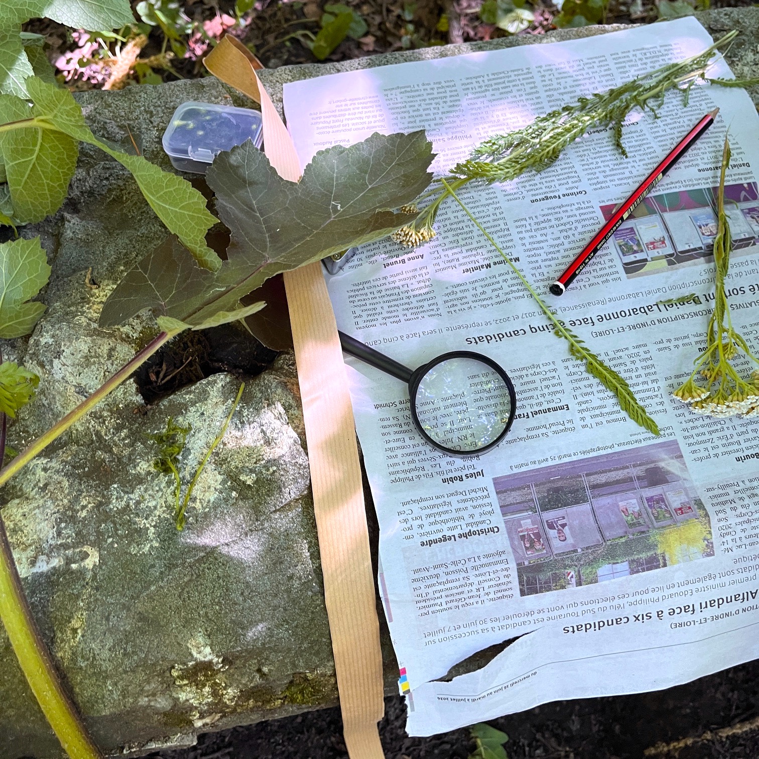 Découvre le monde des plantes sauvages par un apprentissage progressif