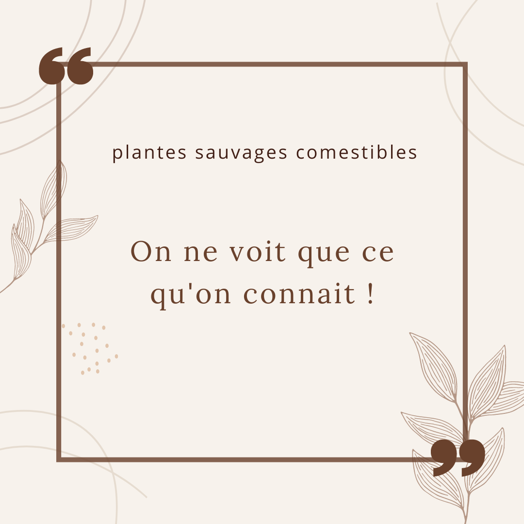 Avez-vous du mal à vous familiariser avec les plantes sauvages comestibles?