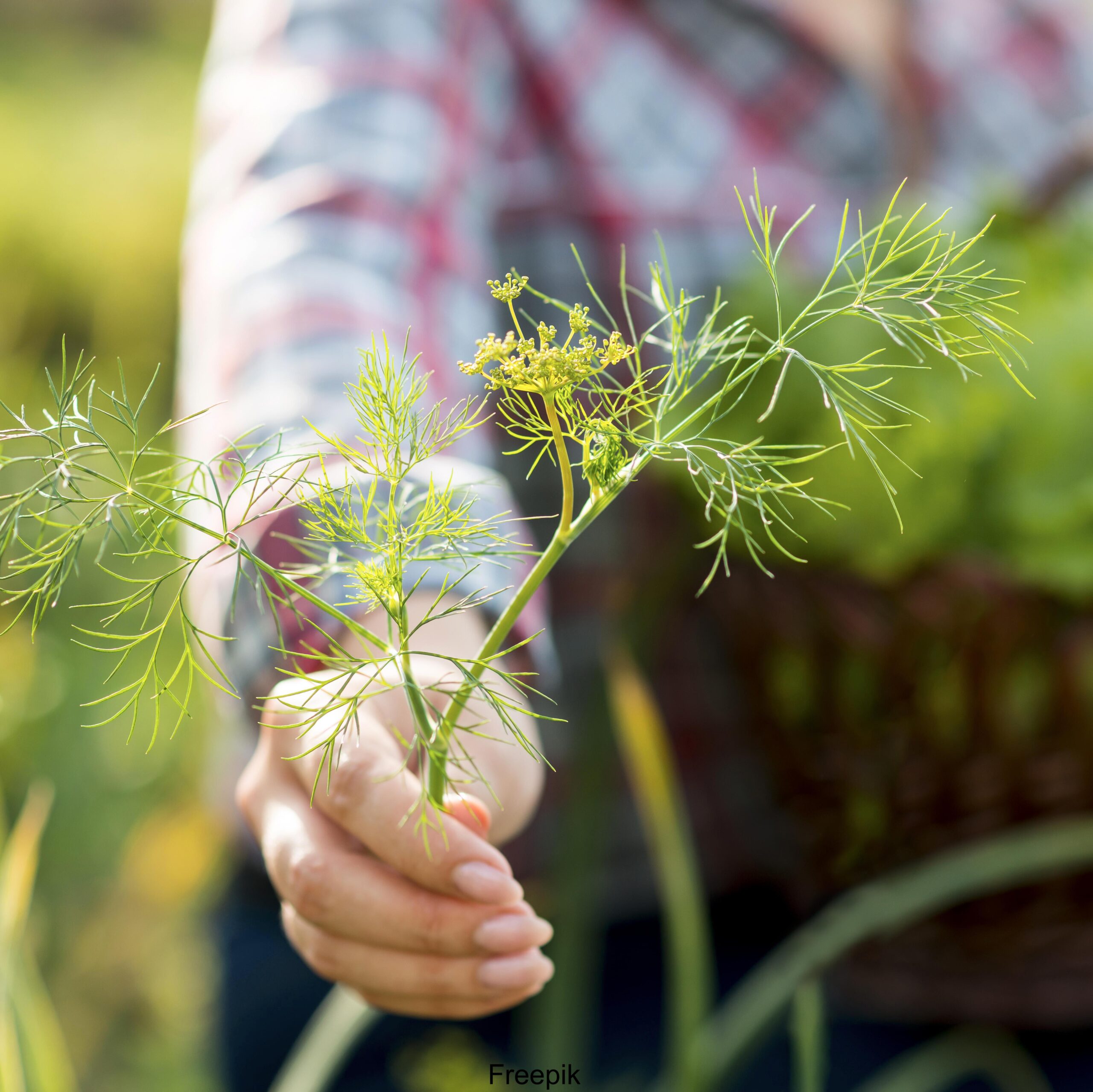 L’Importance des Plantes Sauvages dans la Sécurité Alimentaire Mondiale