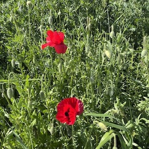 Comment consommer du coquelicot ?