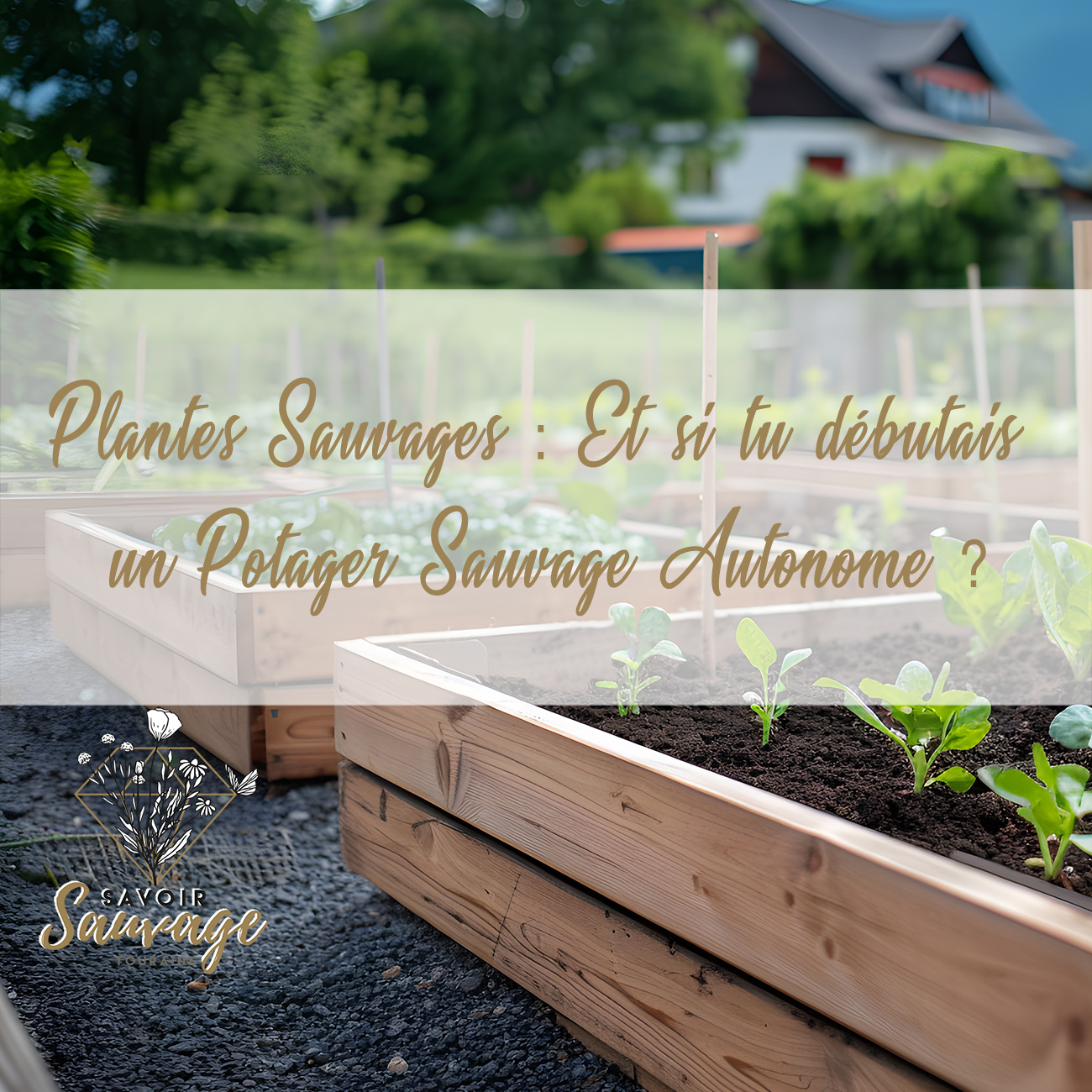 Plantes Sauvages : Et si tu débutais un Potager Sauvage en automne ?