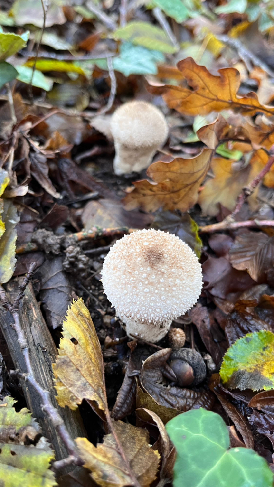 Et la cueillette des champignons dans tout ça?