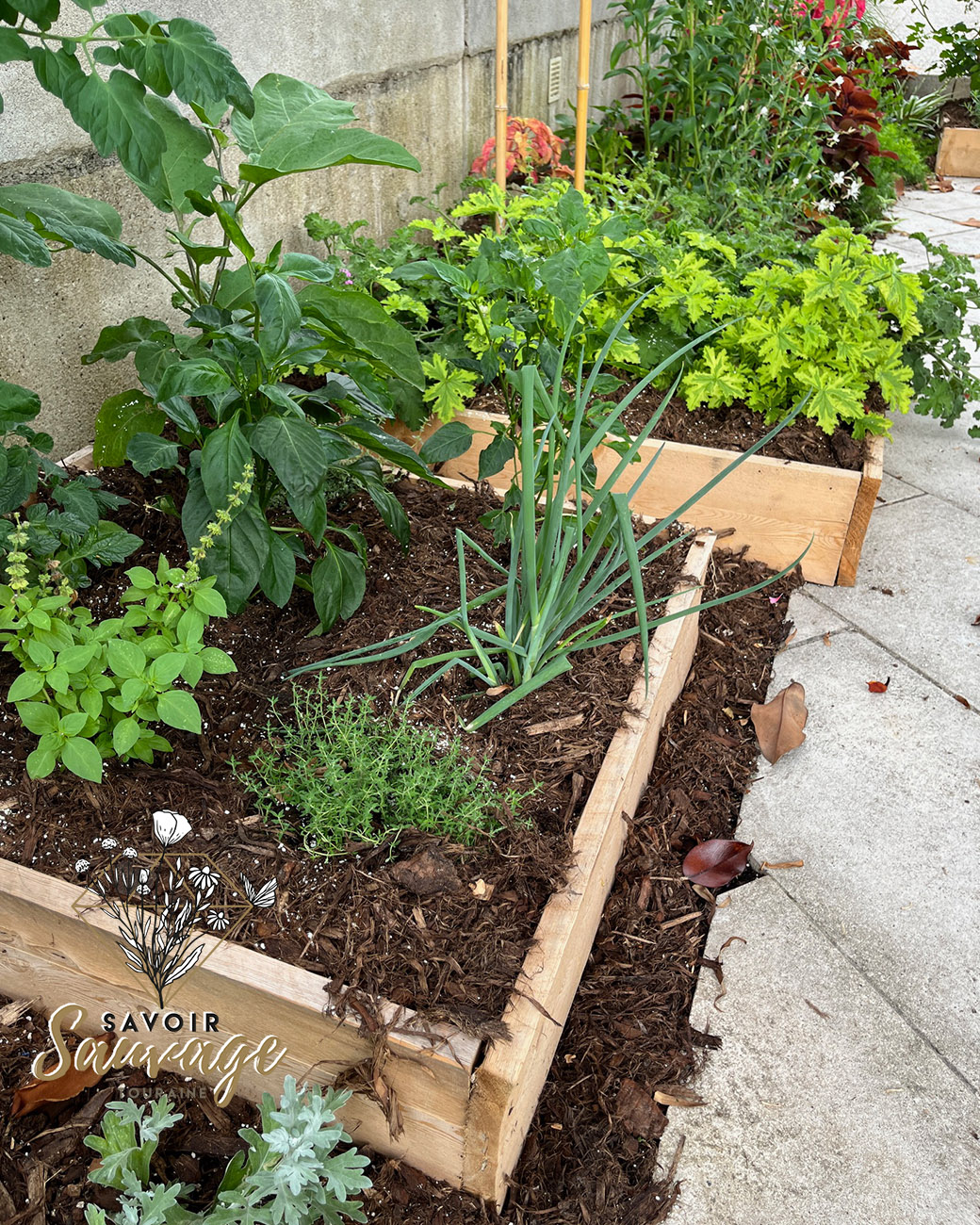 Plantes Sauvages : Et si tu débutais un Potager Sauvage en automne ?
