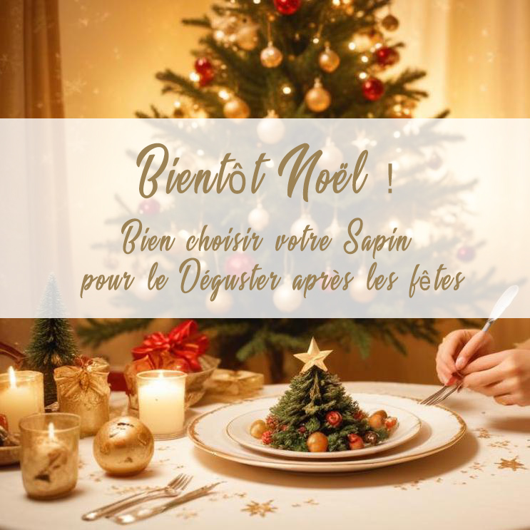 choisir et manger son sapin de noel