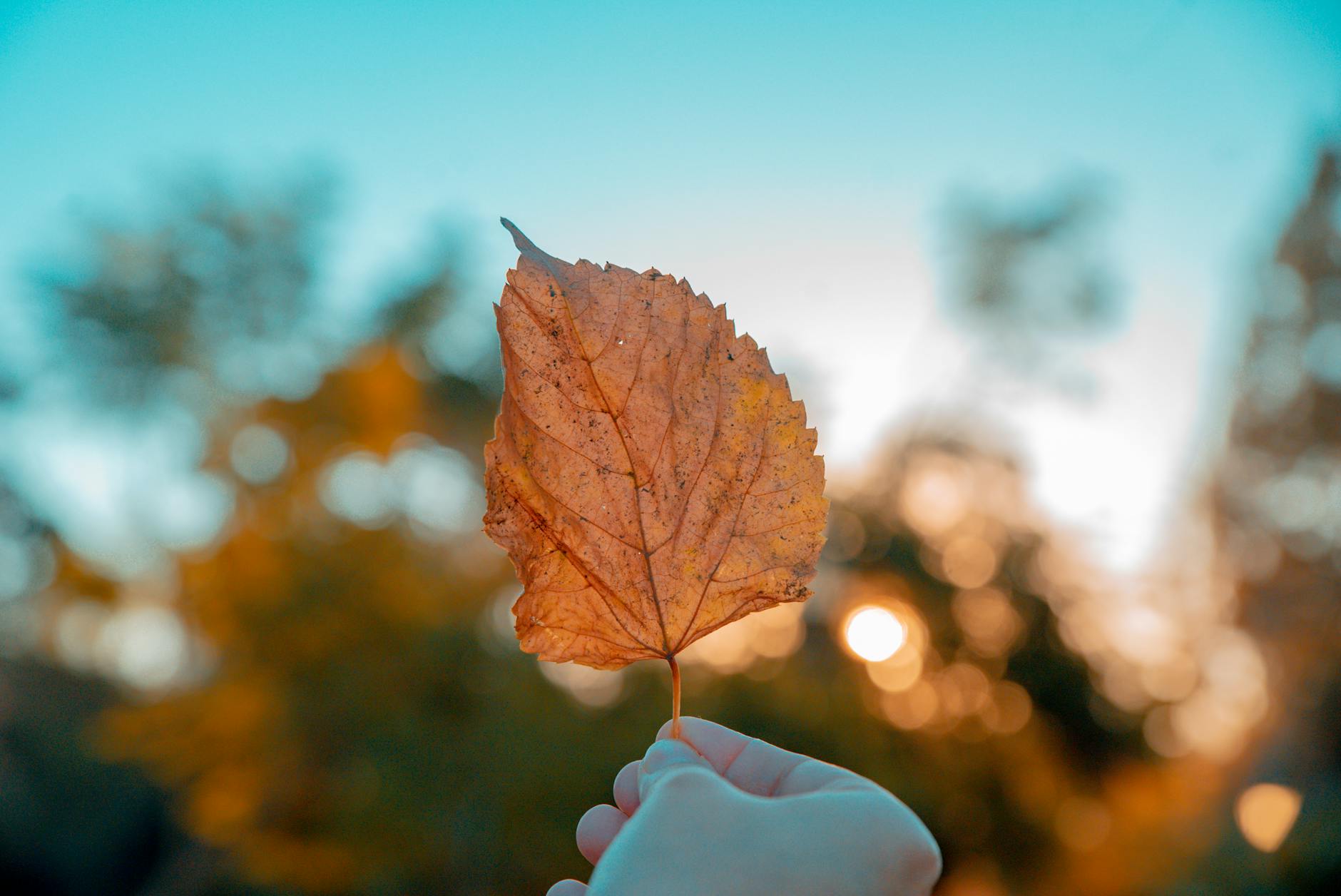 Avec l’arrivée de l’automne : attention aux confusions alimentaires !