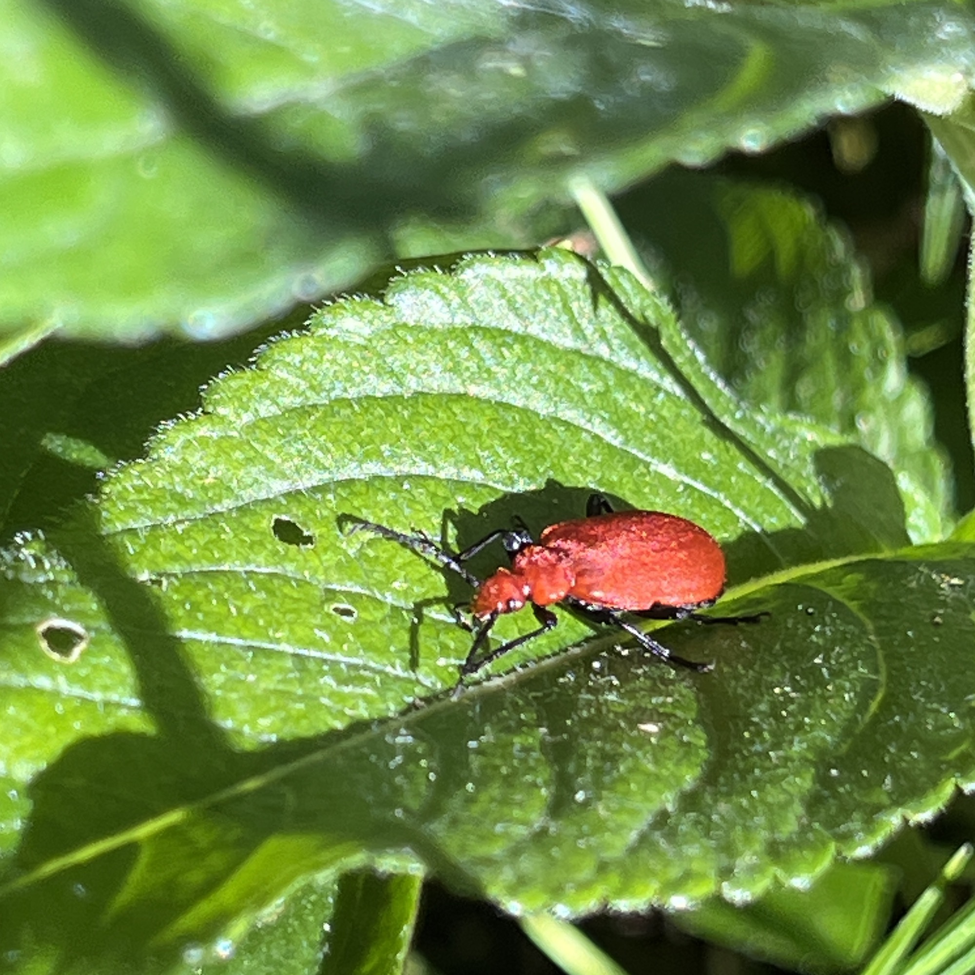 Biodiversité