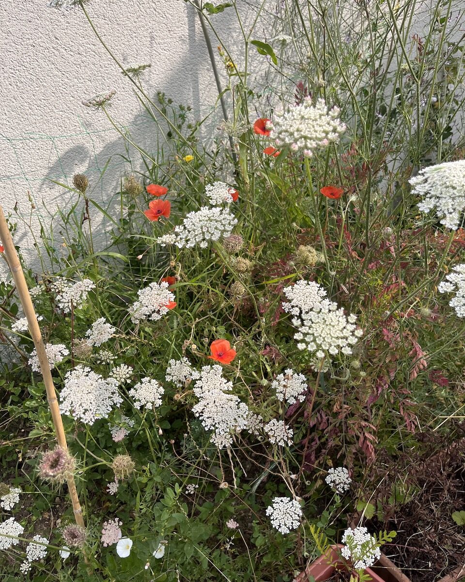 Créer un Écosystème résilient avec les Plantes Sauvages