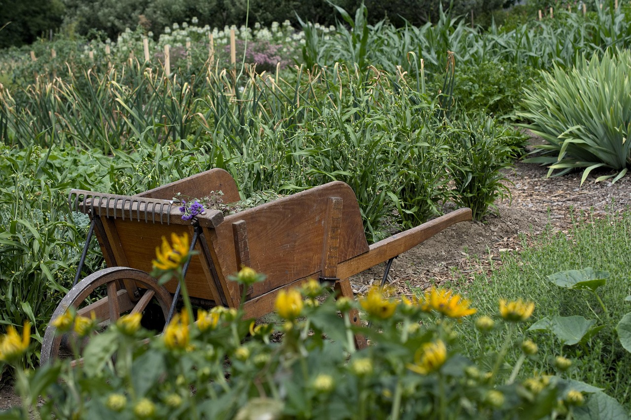 pissenlit cultivé au jardin potager