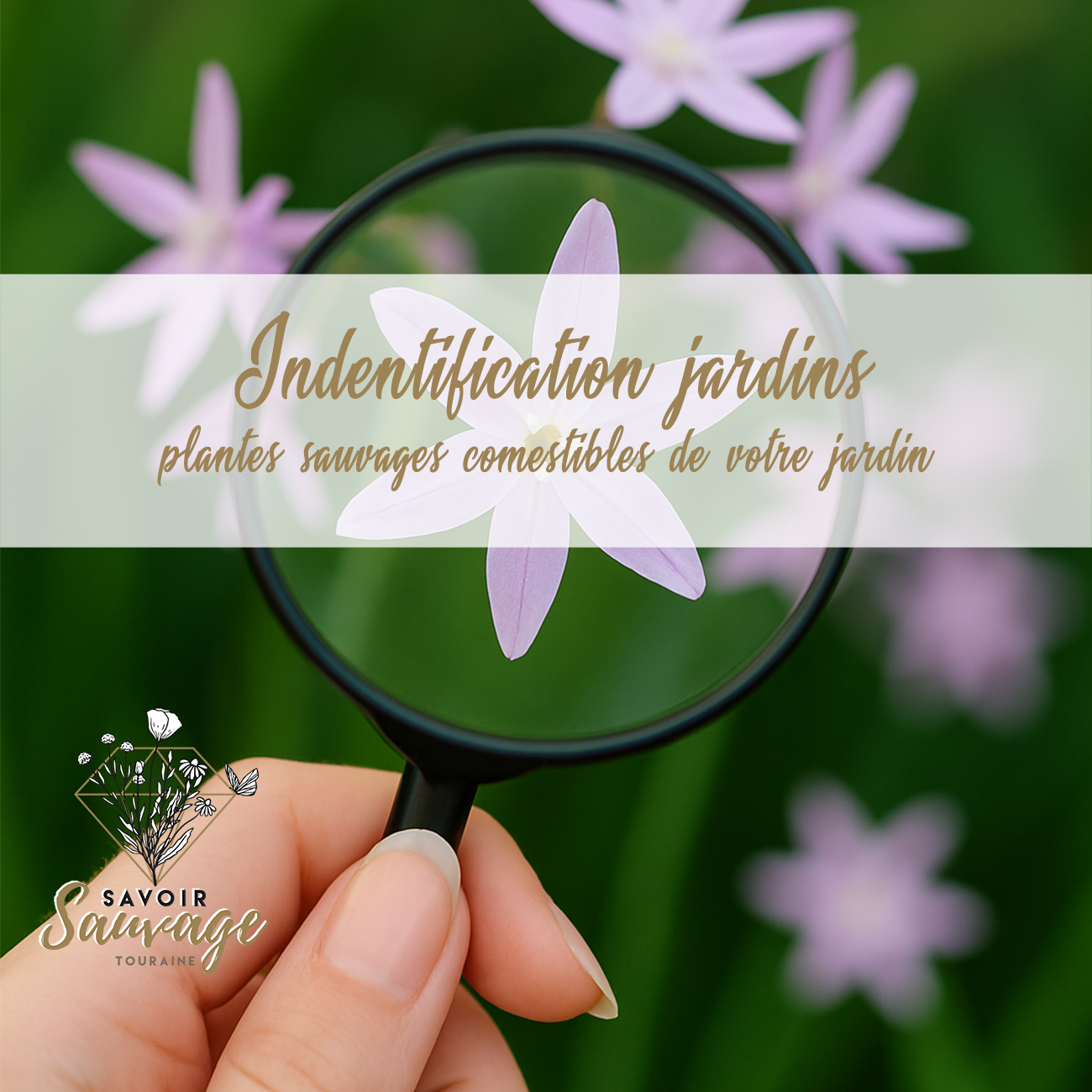 Indentification jardins des plantes sauvages comestibles