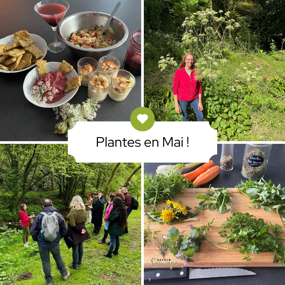 Date de mai pour découvrir l’univers des Plantes sauvages comestibles