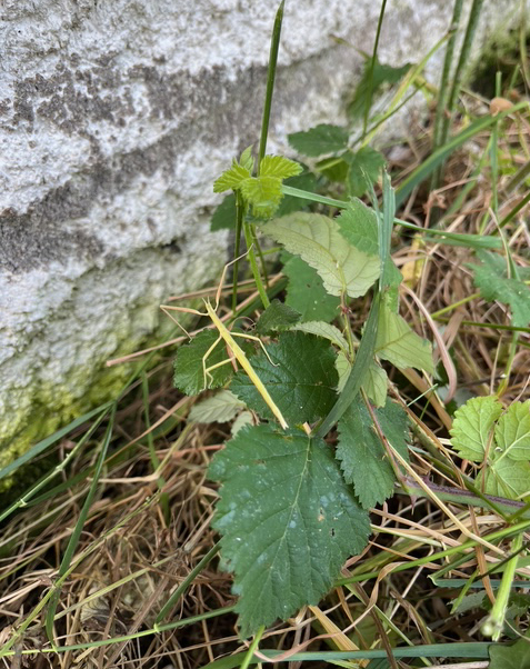 phasme gaulois (Clonopsis gallica)