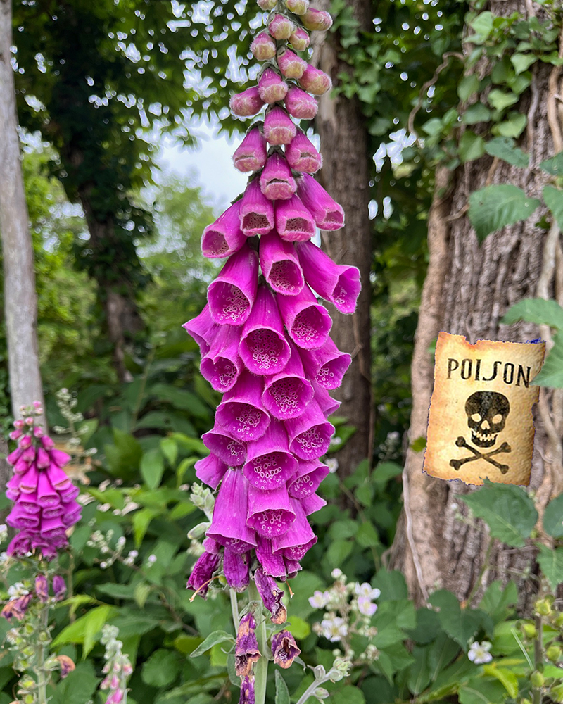 Poison garden le jardin le plus toxique du monde