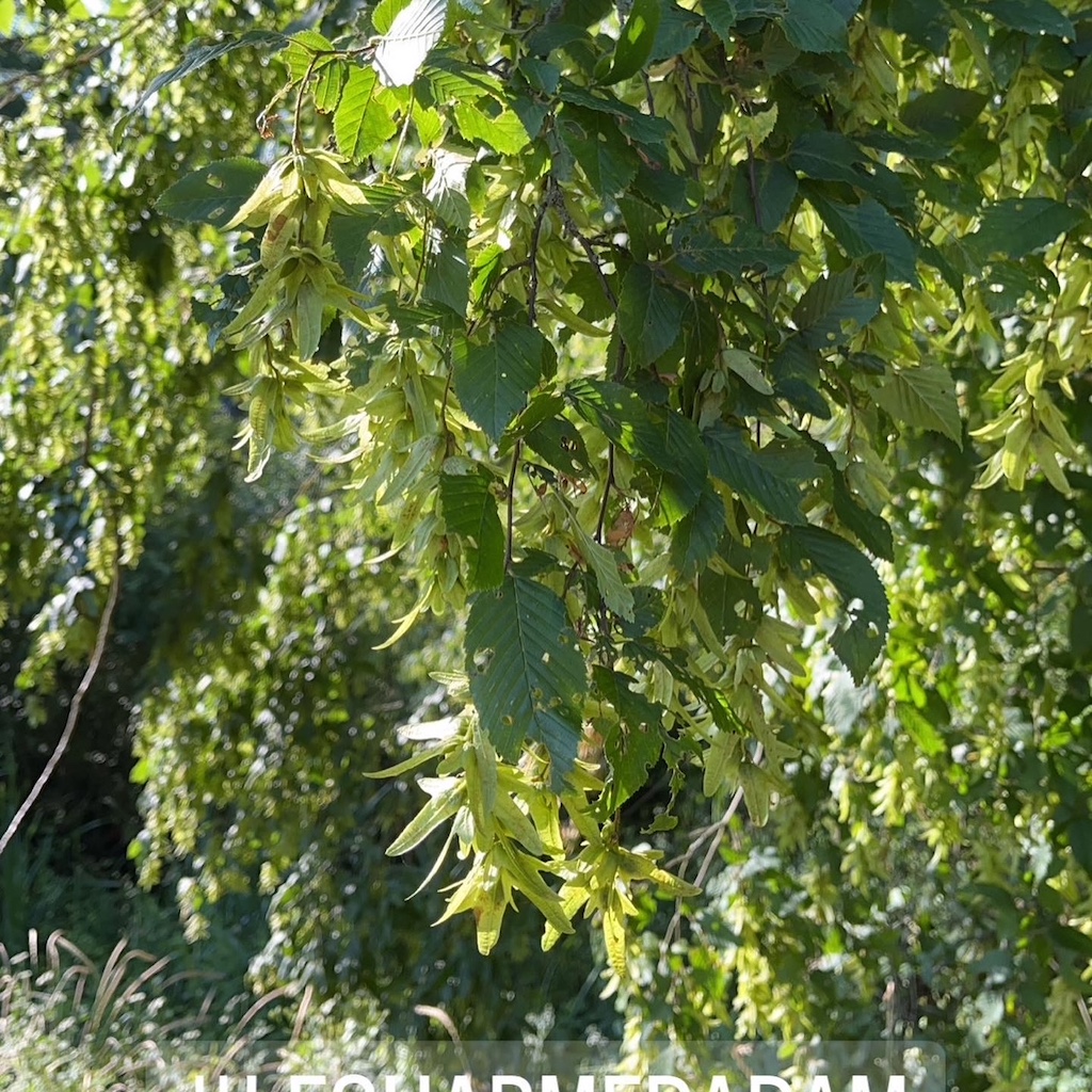 Les arbres en ville soutiennent la biodiversité, améliorent la qualité de vie, captent le CO₂… et certains nous nourrissent !