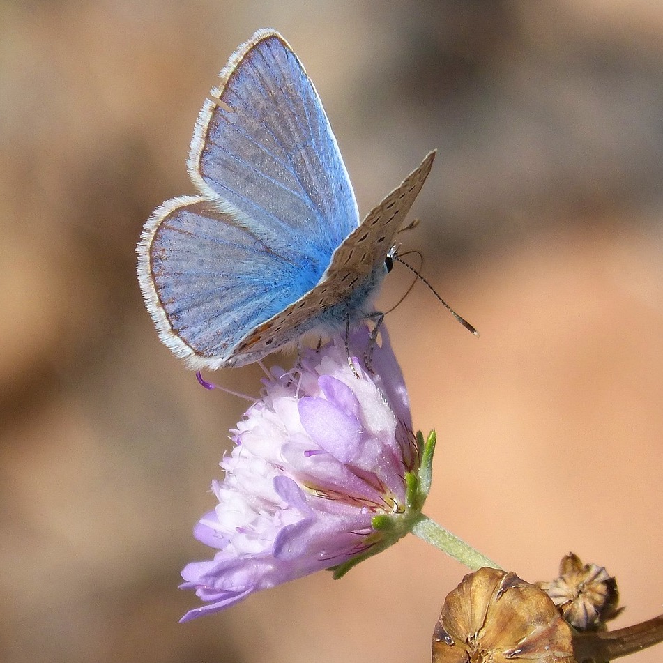 5 gestes simples pour attirer les insectes pollinisateurs au jardin