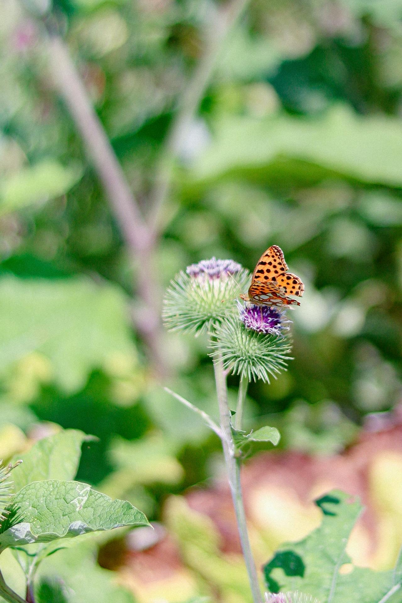 La bardane : la géante qui travaille pour toi