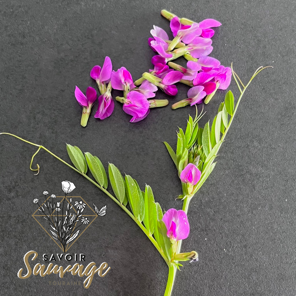 Journée mondiale des légumineuses : pourquoi elles sont essentielles ?