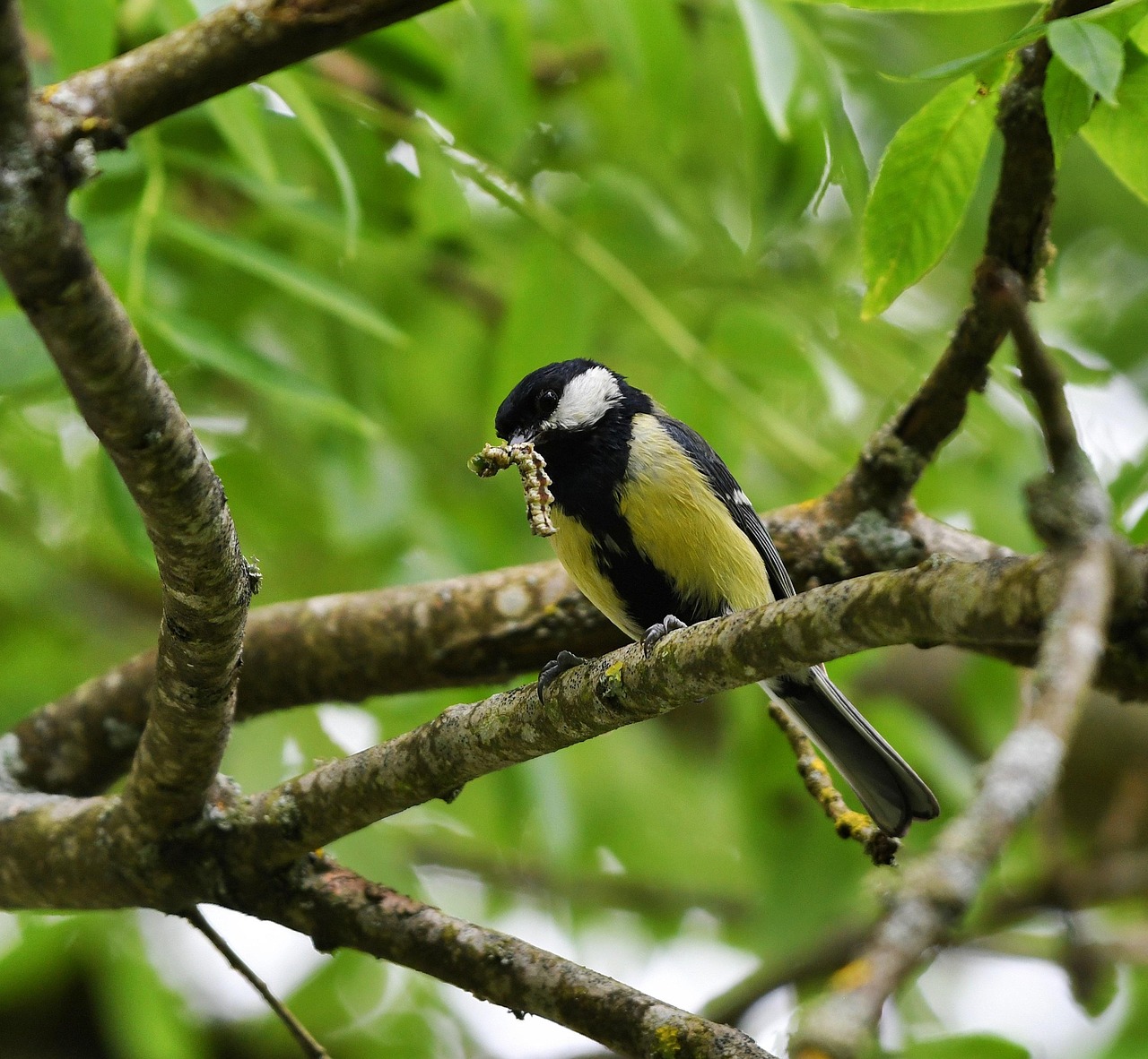 Biodiversité au jardin : comment les prédateurs régulent naturellement les ravageurs