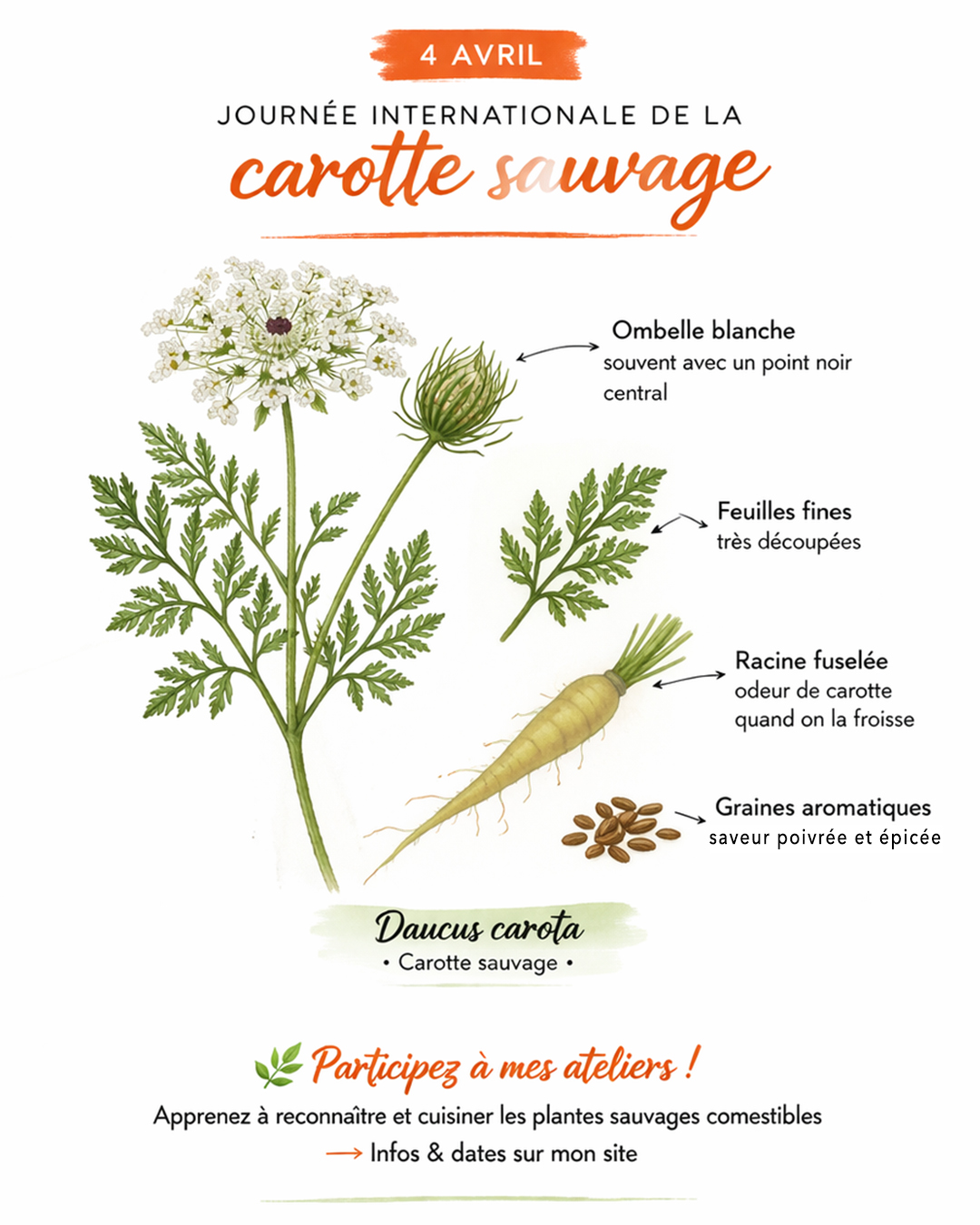 carotte sauvage Daucus carota