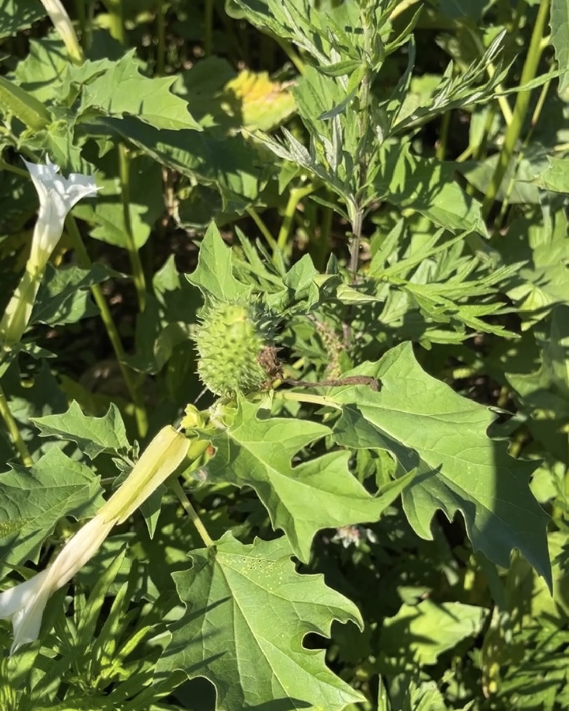 Le datura  belle mais extrêmement toxique !