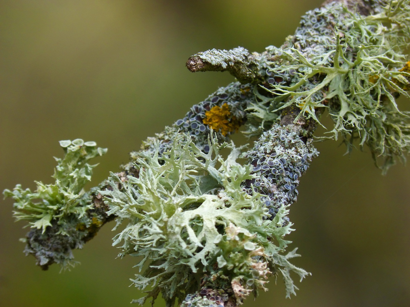 Lichens Image by Marc Pascual from Pixabay